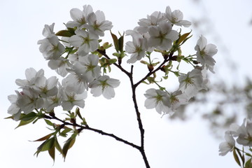 ふくふく地蔵の桜