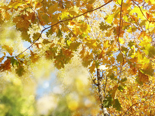 autumn landscape forest with yellow red leaves with sunny light beams