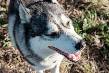 Obraz premium close up of husky dog with open mouth summer time hot dog sticking out his tongue