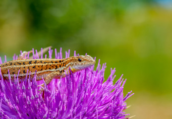 Beautiful lizard - Stock Image