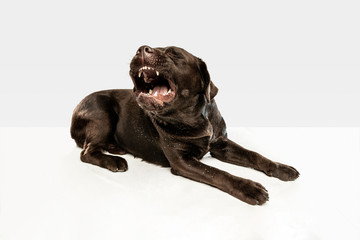 Tired after a good walk. Chocolate labrador retriever dog sits and yawn in the studio. Indoor shot of young pet. Funny puppy over white background.