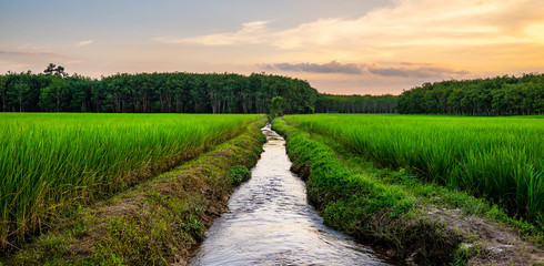 Rice field rural panorama with colorful of sky in twilight