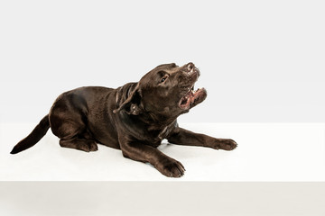 Tired after a good walk. Chocolate labrador retriever dog sits and yawn in the studio. Indoor shot of young pet. Funny puppy over white background.