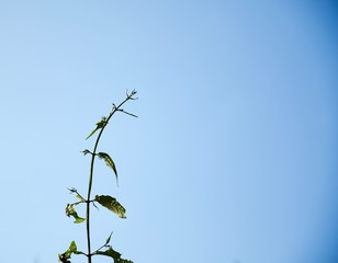 Obraz premium Walking through to the forrest 