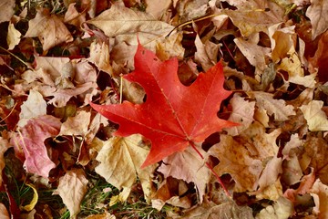Red Maple Leaves in Autumn in Ontario Canada