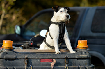 Terrier standing on the back of a quad bike looking into the distance.