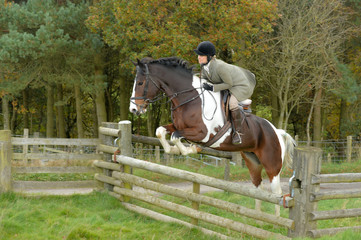 Pretty gilr on colored horse jumping a hunt jump whilst out hunting in the Shropshire countryside.