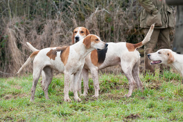 Two hounds standing waiting for the huntsman to call them to the hunt .