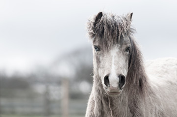 Beatiful dun colored pony looking directly towards camera. With space left for copy