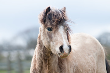 portrait of a horse beautiful dunn pony with a blue eye looking at the camera