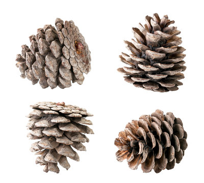 Set of Christmas tree cones closeup on a white, isolated.