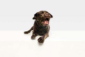 Tired after a good walk. Chocolate labrador retriever dog in the studio. Enjoying water spray. Indoor shot of young pet. Funny puppy over white background.