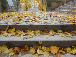 Danger -slippy steps due to wet soggy leaves.