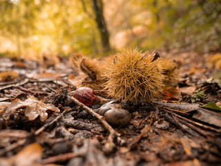 chestnuts fallen on the field