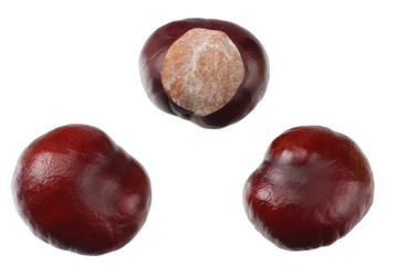 chestnuts isolated on white background. top view