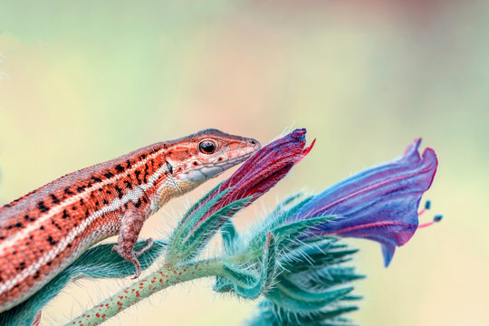 Beautiful lizard - Stock Image
