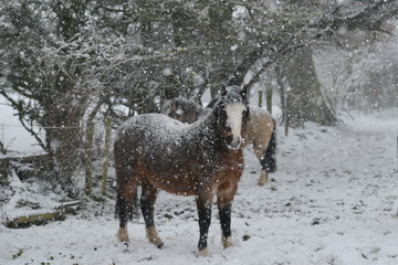 Blizzard conditions for ponies living outdoors in rural England.