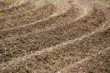 Curved pattern of ridges and furrows of a plowed field