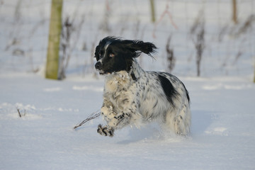 Beautiful black nd white spaniel enjoying  playing in the snow on a winters day in rural Shropshire...