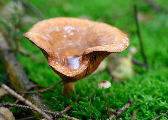 Pilzarten zur Herbstzeit in der Natur