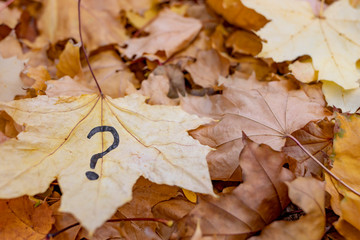 Autumn foliage is a question mark.