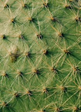 cacti