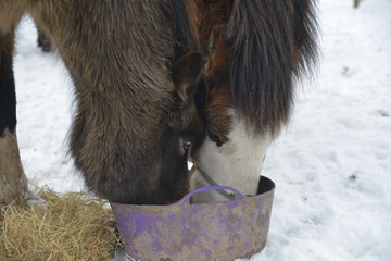 TClose up of two ponies sharing a bucket of food on a cold winters day.