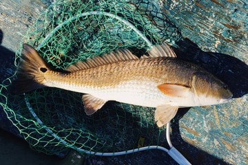 High angle view of common carp fish on fishing net