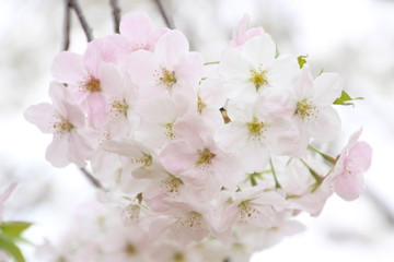 Obraz premium 太陽の広場の桜