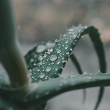 Macro photograph of Aloe vera leaf