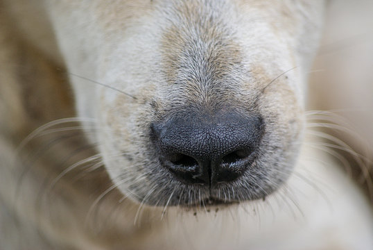 Close up of dogs nose