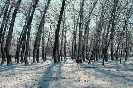 Row of trees covered with snow