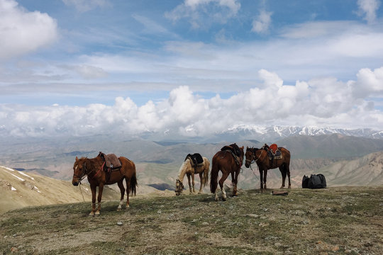 Close up view of horses on hill