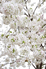 太陽の広場の桜