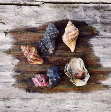 Collection of seashells on wooden board