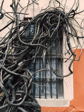 Direct view of twisted branches in front of house