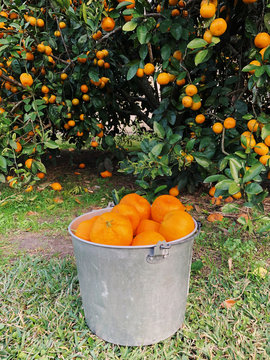 Plucked oranges placed in bucket
