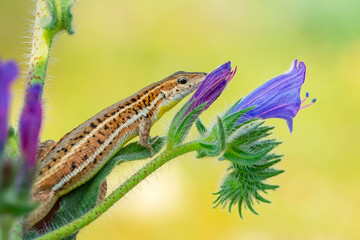 Beautiful lizard - Stock Image