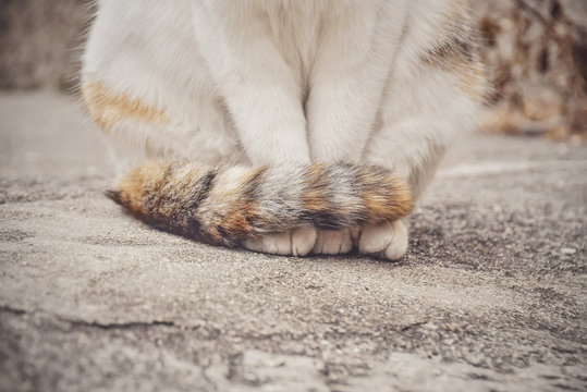 Close up of paws and tail of calico cat sitting outdoors