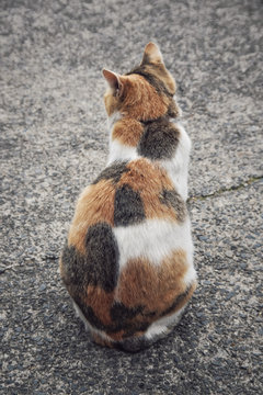 Rear view of calico cat sitting outdoors