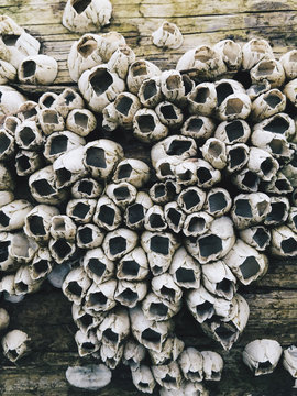 Close up view of fossils of barnacles