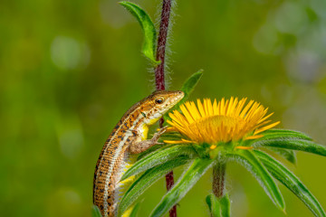 Beautiful lizard - Stock Image