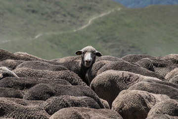 mouton alpes