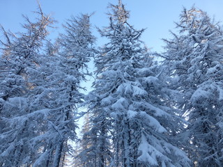 winter mountain forest 3