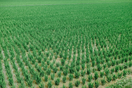 Aerial view of rice paddy field
