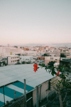 View of Hibiscus flower