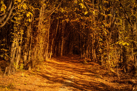 Walkway through autumn forest; toned image