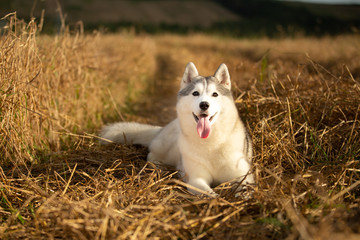 Portrait of happy beige dog breed siberian husky with tonque hanging out lying in the bright rye field at sunset