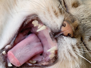Close up of cat with widely opened mouth