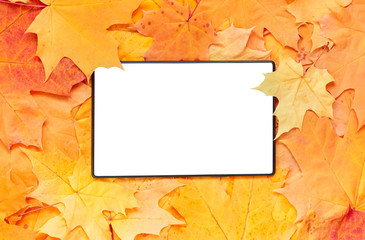 Naklejka na ściany i meble Digital tablet with isolated blank screen. Design mockup with autumn yellow maple leaves on background.